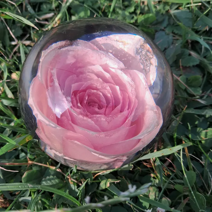 Single Rose (2/4)
